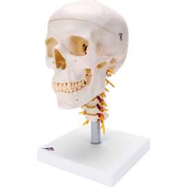 3B Anatomical Model - Classic Skull, 4-Part, on Cervical Spine