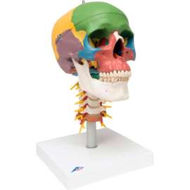 3B Anatomical Model - Didactic Skull, 4-Part, on Cervical Spine