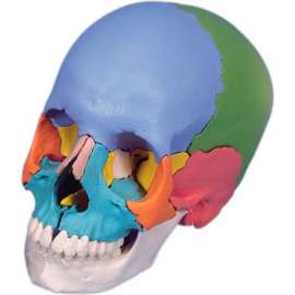 3B Anatomical Model - Didactic Skull, Beauchene 22-Part