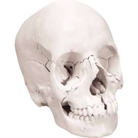 3B Anatomical Model - Anatomical Skull, Beauchene 22-Part