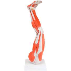 3B Anatomical Model - Regular Muscular Leg, 9-Part