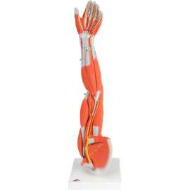 3B Anatomical Model - Regular Muscular Arm, 6-Part