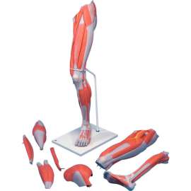 3B Anatomical Model - Deluxe Muscular Leg, 7-Part