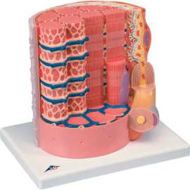 3B Anatomical Model - Microanatomy Muscle Fiber - 10,000 Times Magnified