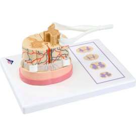 3B Anatomical Model - Spinal Cord with Nerve Branches