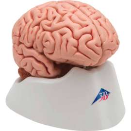 3B Anatomical Model - Classic Brain, 5-Part