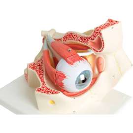 3B Anatomical Model - Deluxe Eye, 7-Part (3X Size)