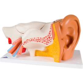 3B Anatomical Model - Classic Ear, 6-Part (3X Size)