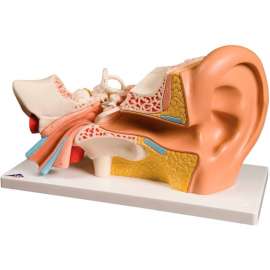 3B Anatomical Model - Deluxe Ear, 4-Part (3X Size)