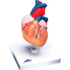 3B Anatomical Model - Heart, 2-Part
