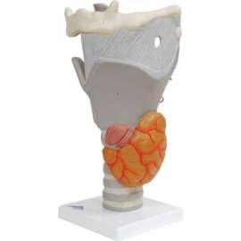 3B Anatomical Model - Functional Larynx (2.5X Size)