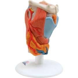 3B Anatomical Model - Larynx, 2-Part