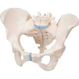 3B Anatomical Model - Female Pelvis, 3-Part