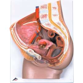 3B Anatomical Model - Female Pelvis, 3-Part with Ligaments