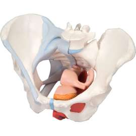 3B Anatomical Model - Female Pelvis, 4-Part with Ligaments