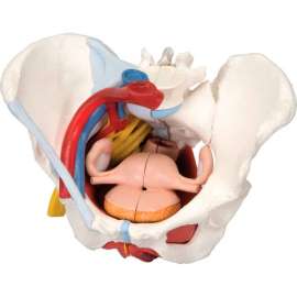 3B Anatomical Model - Female Pelvis, 6-Part with Ligaments