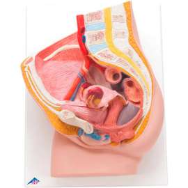 3B Anatomical Model - Female Pelvis, 2-Part