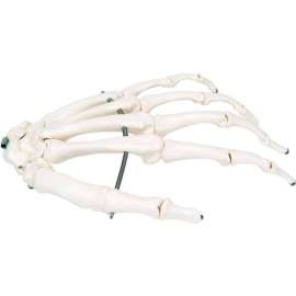 3B Anatomical Model - Loose Bones, Hand Skeleton, Left