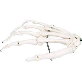 3B Anatomical Model - Loose Bones, Hand Skeleton, Right