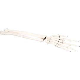 3B Anatomical Model - Loose Bones, Hand Skeleton with Ulna and Radius, Left