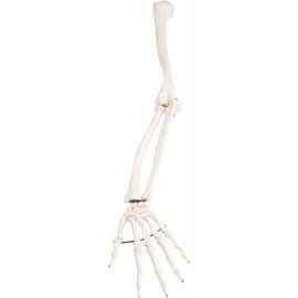 3B Anatomical Model - Loose Bones, Arm Skeleton, Left