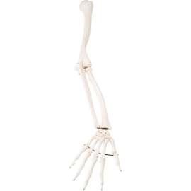 3B Anatomical Model - Loose Bones, Arm Skeleton, Right