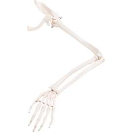 3B Anatomical Model - Loose Bones, Arm Skeleton with Scapula and Clavicle, Left