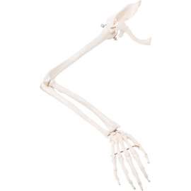 3B Anatomical Model - Loose Bones, Arm Skeleton with Scapula and Clavicle, Right