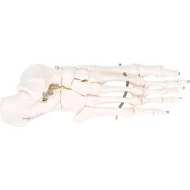 3B Anatomical Model - Loose Bones, Foot Skeleton, Right
