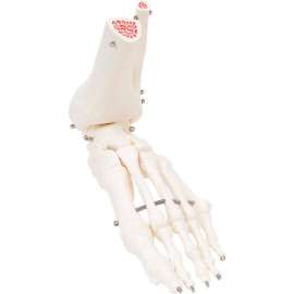 3B Anatomical Model - Loose Bones, Foot Skeleton with Ankle, Left