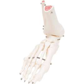 3B Anatomical Model - Loose Bones, Foot Skeleton with Ankle, Right