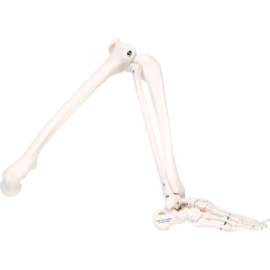 3B Anatomical Model - Loose Bones, Leg Skeleton, Left