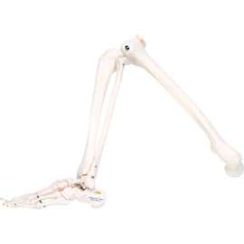 3B Anatomical Model - Loose Bones, Leg Skeleton, Right
