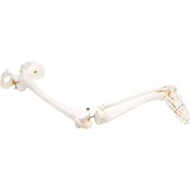 3B Anatomical Model - Loose Bones, Leg Skeleton with Hip, Left