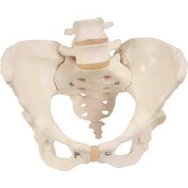 3B Anatomical Model - Female Pelvic Skeleton with Movable Femur Heads