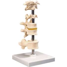 3B Anatomical Model - 6 Mounted Vertebrae with Removable Stand