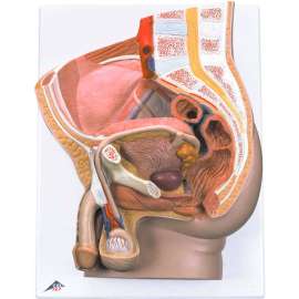 3B Anatomical Model - Male Pelvis, 2-Part