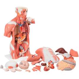 3B Anatomical Model - Life Size Muscle Torso, 27-Part