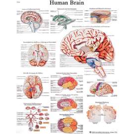 3B Anatomical Chart - Brain, Laminated