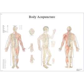 3B Anatomical Chart - Acupuncture Body, Paper