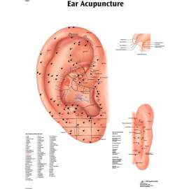 3B Anatomical Chart - Acupuncture Ear, Laminated