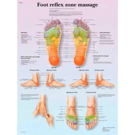 3B Anatomical Chart - Foot Massage, Reflex Zone, Laminated