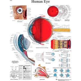 3B Anatomical Chart - Eye, Laminated