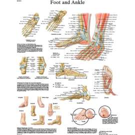 3B Anatomical Chart - Foot & Ankle, Sticky Back