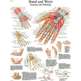 3B Anatomical Chart - Hand & Wrist, Paper