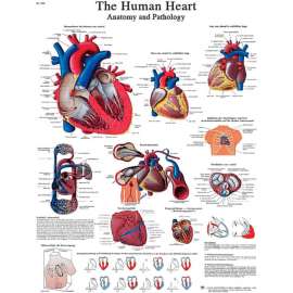3B Anatomical Chart - Heart, Sticky Back