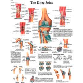 3B Anatomical Chart - Knee Joint, Sticky Back