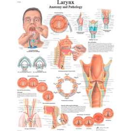 3B Anatomical Chart - Larynx, Laminated