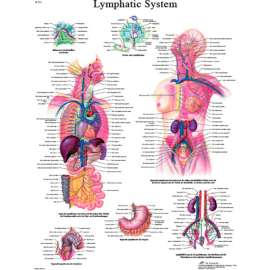 3B Anatomical Chart - Lymphatic System, Laminated