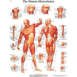 3B Anatomical Chart - Musculature, Paper